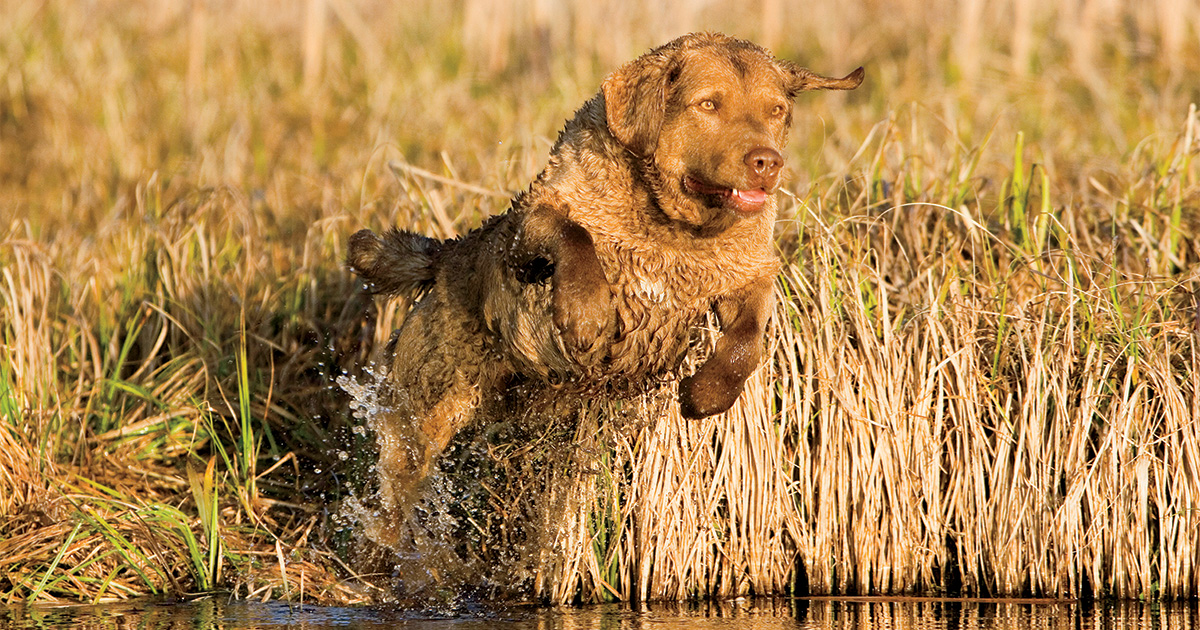 Chesapeake Bay retriever. Photo by John Eriksson_imagesonthewildside.com.jpg